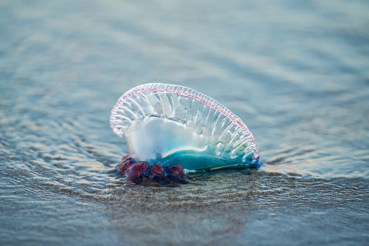 L'Alieno con la Vela: La Caravella Portoghese sta colonizzando il Mediterraneo?