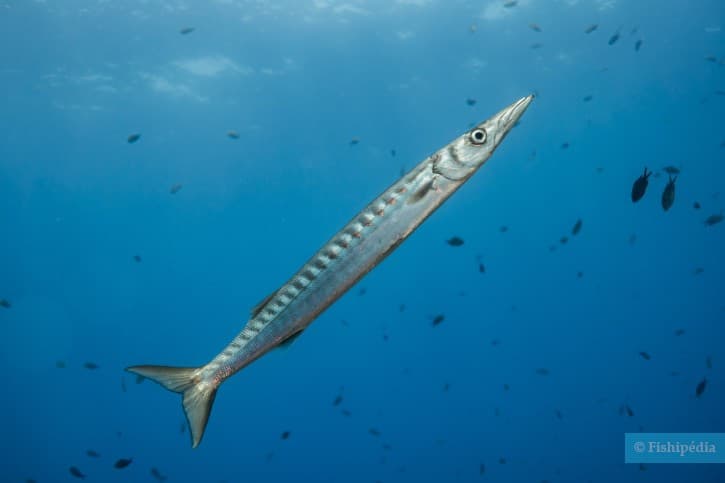 barracuda boccagialla
