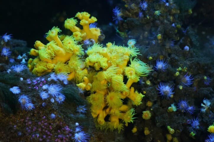 Dendrophyllia cornigera