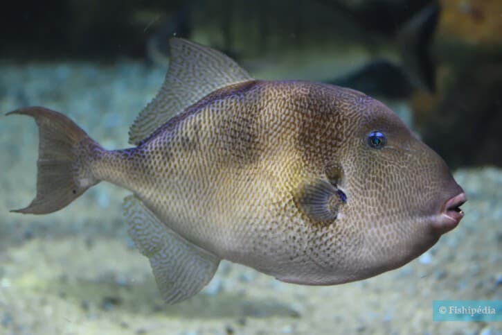 pesce balestra grigio