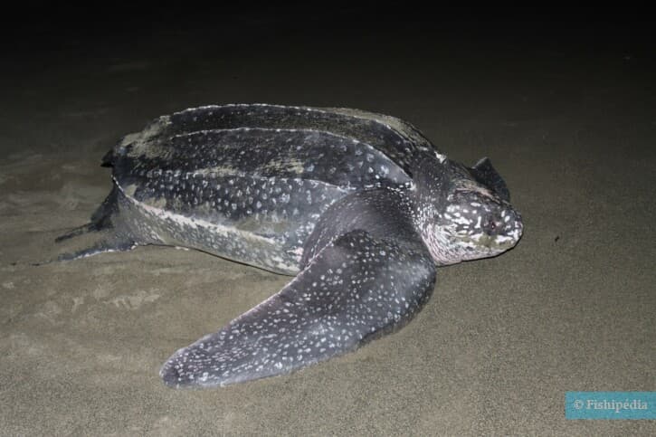 Dermochelys coriacea