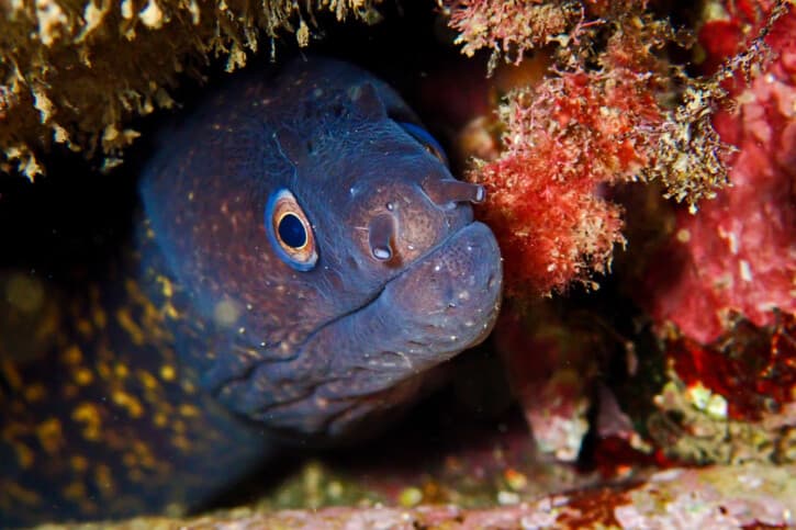 murena mediterranea