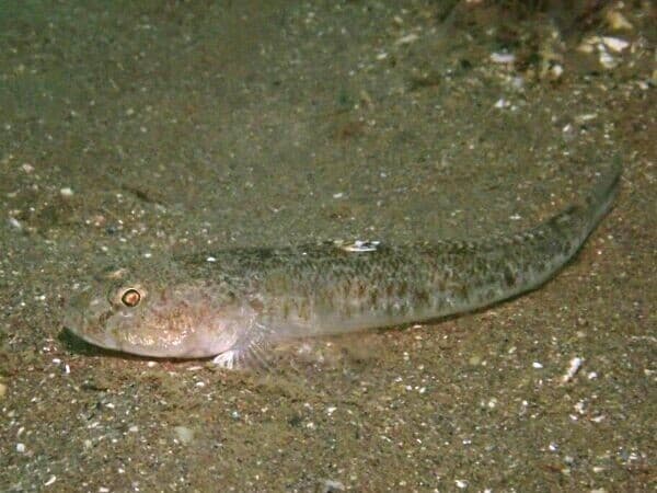 Pomatoschistus minutus