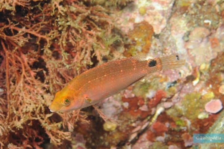 Symphodus mediterraneus