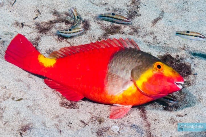 pesce pappagallo mediterraneo