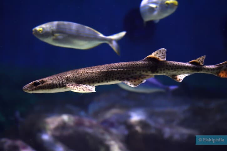 Scyliorhinus canicula